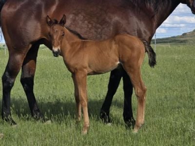 Paddys Gin Toto JW<BR>AQHA PENDING